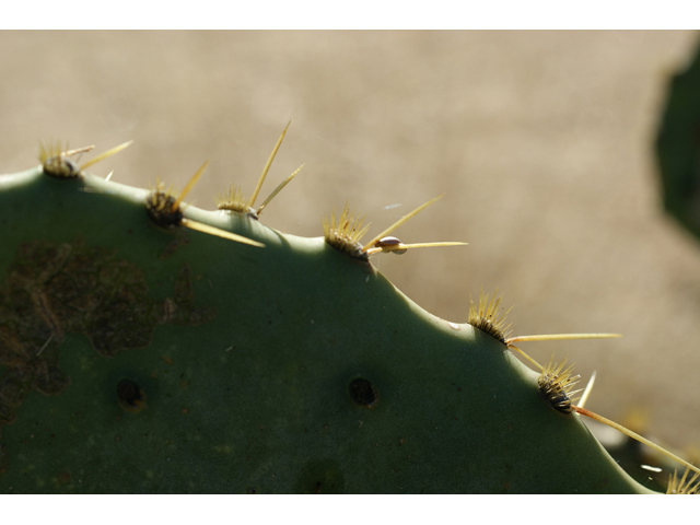 Opuntia engelmannii var. lindheimeri (Texas prickly pear) #55263