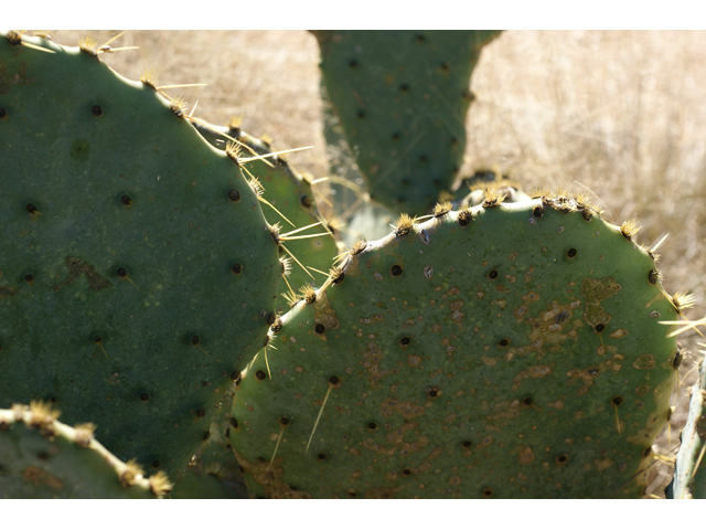 Opuntia engelmannii var. lindheimeri (Texas prickly pear) #55269