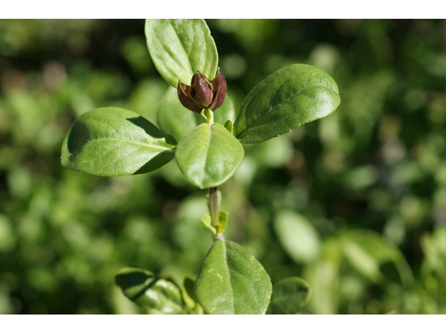 Salvia greggii (Autumn sage) #55330