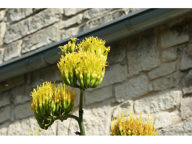 Agave havardiana (Havard's century plant) #55366