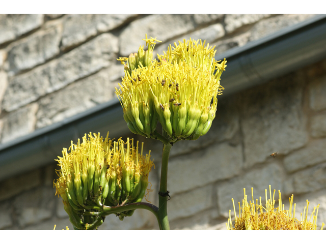 Agave havardiana (Havard's century plant) #55367