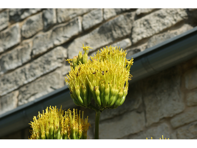 Agave havardiana (Havard's century plant) #55368