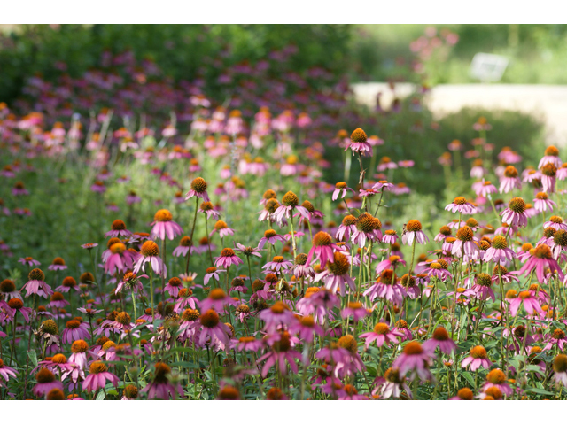 Echinacea purpurea (Eastern purple coneflower) #55372