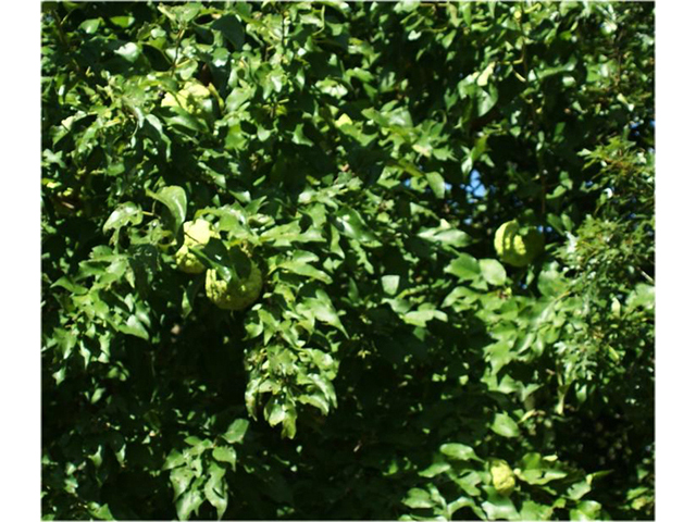 Maclura pomifera (Osage orange) #55422