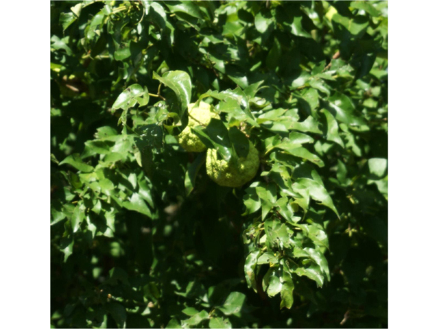 Maclura pomifera (Osage orange) #55423