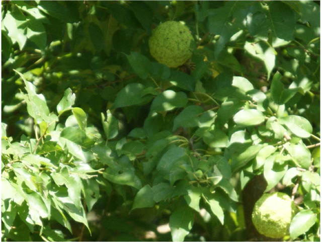 Maclura pomifera (Osage orange) #55426