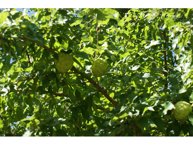 Maclura pomifera (Osage orange) #55430