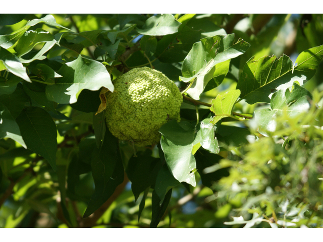 Maclura pomifera (Osage orange) #55431