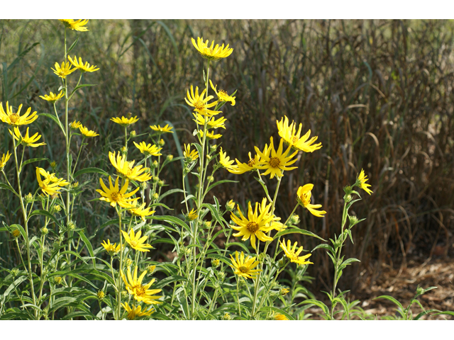 Helianthus maximiliani (Maximilian sunflower) #55758