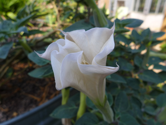 Datura wrightii (Jimsonweed) #55911