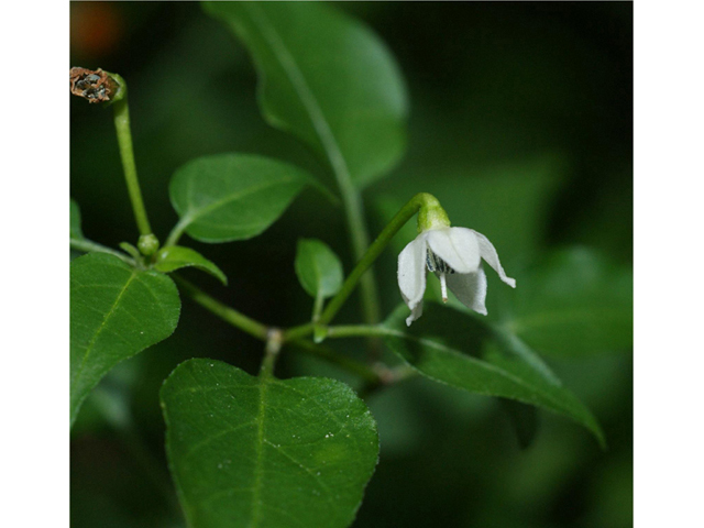 Capsicum annuum (Chile tepin) #55982