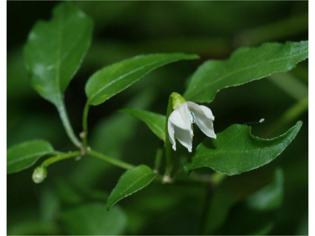 Capsicum annuum (Chile tepin) #55983