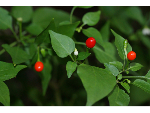 Capsicum annuum (Chile tepin) #55992