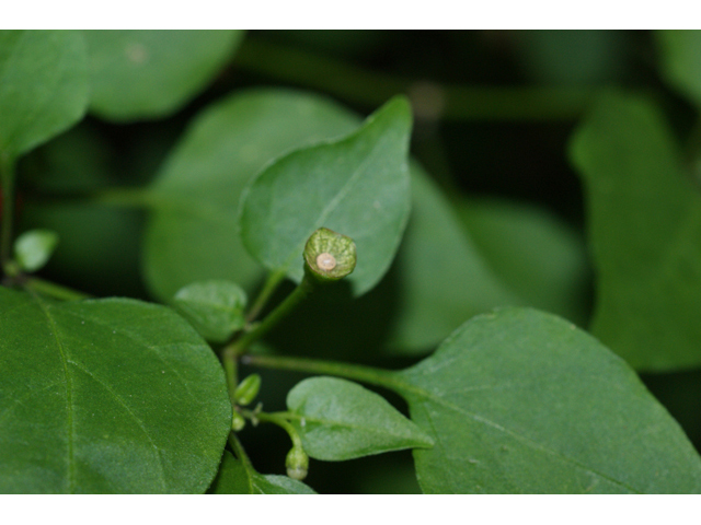 Capsicum annuum (Chile tepin) #55993