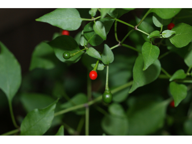 Capsicum annuum (Chile tepin) #55994