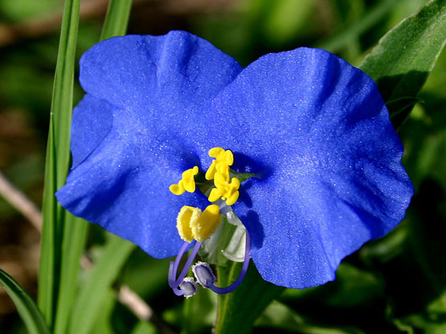 Commelina erecta var. erecta (Whitemouth dayflower) #19284