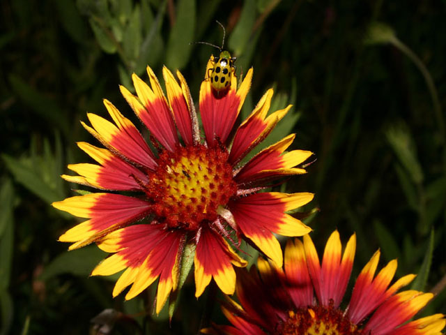 Gaillardia pulchella (Indian blanket) #19287