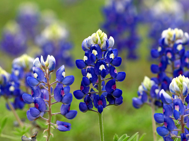 Lupinus texensis (Texas bluebonnet) #19288