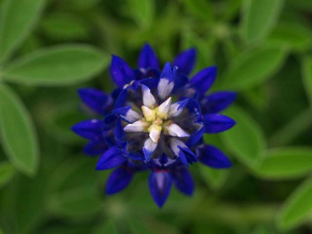 Lupinus texensis (Texas bluebonnet) #19290