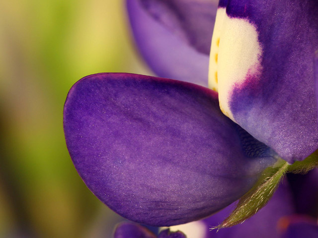 Lupinus texensis (Texas bluebonnet) #19293