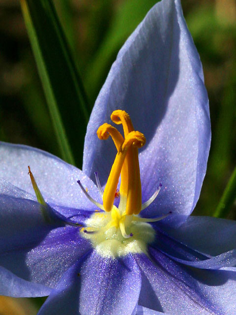 Nemastylis geminiflora (Prairie celestials) #19300