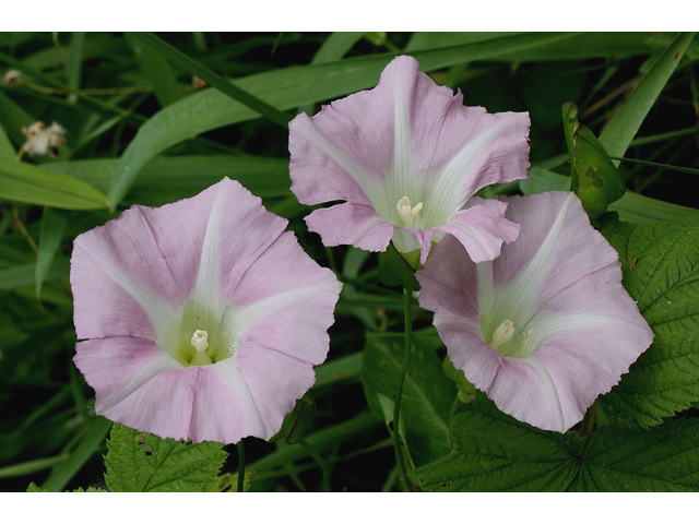 Calystegia sepium (Hedge false bindweed) #30820