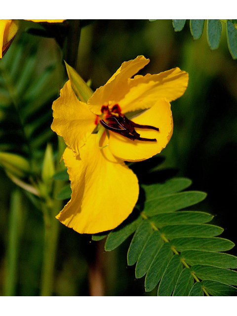 Chamaecrista fasciculata (Partridge pea) #30846