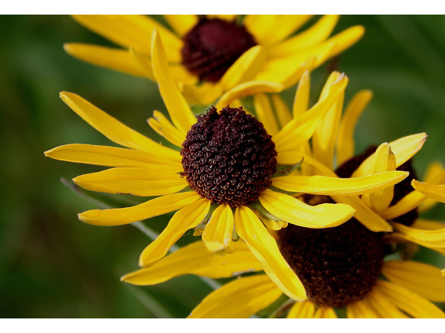 Rudbeckia subtomentosa (Sweet coneflower) #30867