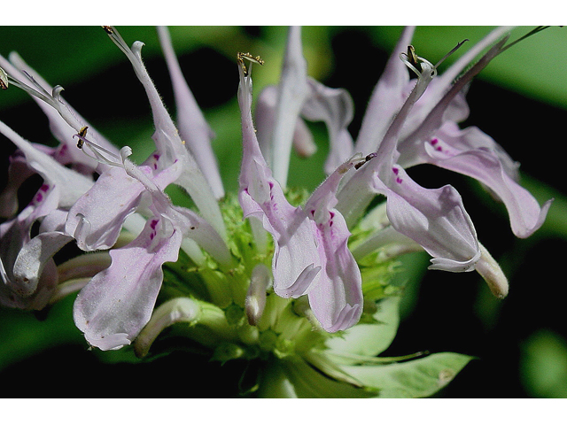 Monarda clinopodia (White bergamot) #30932