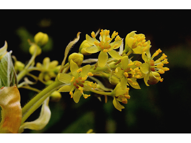 Sassafras albidum (Sassafras) #31074