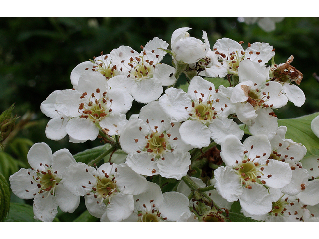 Crataegus mollis (Downy hawthorn) #31077