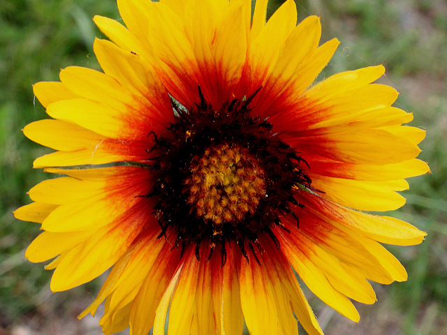 Gaillardia aristata (Common gaillardia) #31407