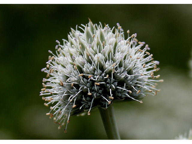 Eryngium yuccifolium (Rattlesnake master) #31431