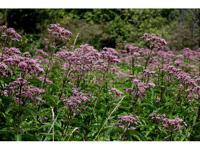 Eutrochium maculatum (Spotted joe-pye weed) #31435