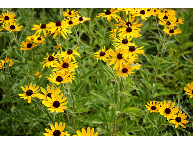 Rudbeckia subtomentosa (Sweet coneflower) #31446