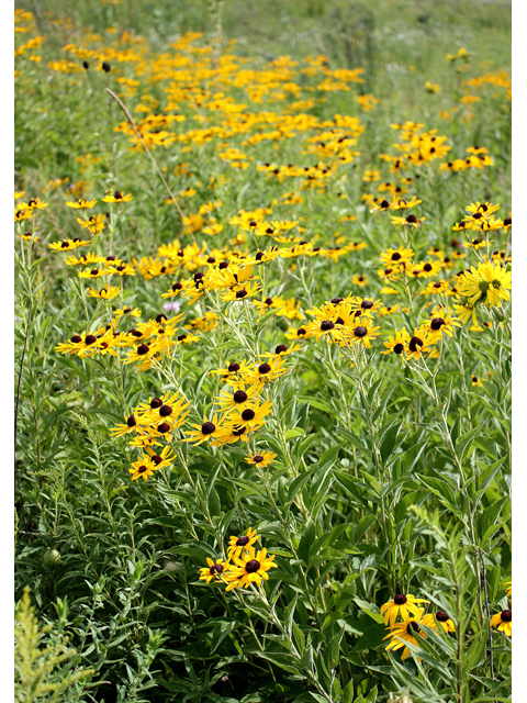 Rudbeckia subtomentosa (Sweet coneflower) #31447