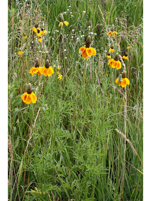 Ratibida columnifera (Mexican hat) #31485