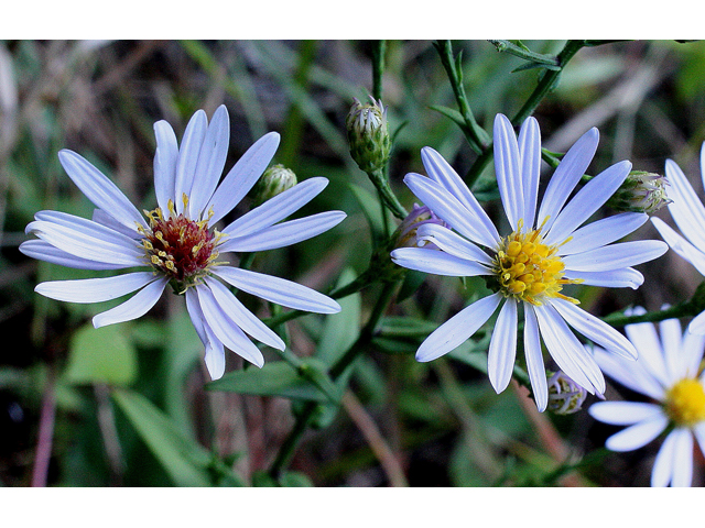 Symphyotrichum laeve (Smooth blue aster) #31525