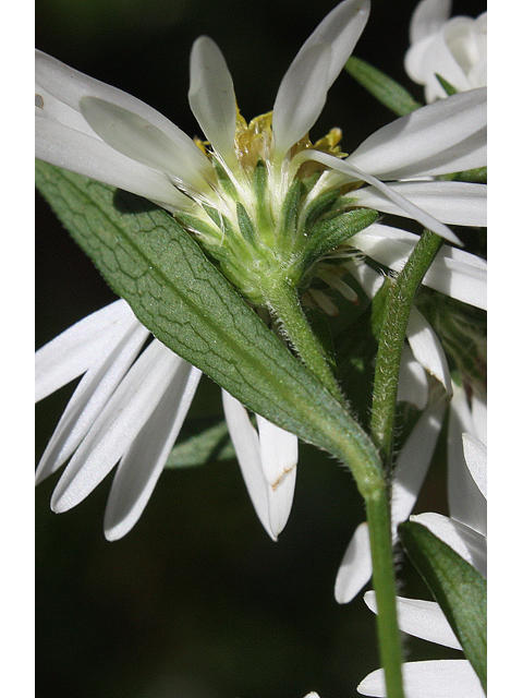 Symphyotrichum ontarionis (Ontario aster) #31641