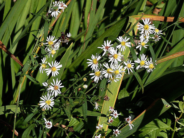 Symphyotrichum ontarionis (Ontario aster) #31642