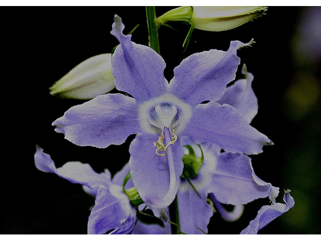 Campanulastrum americanum (American bellflower) #31717