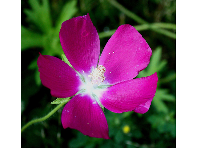 Callirhoe involucrata (Winecup) #31722