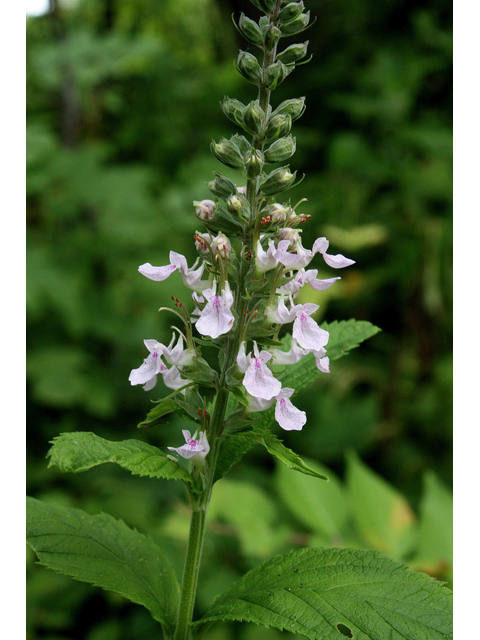 Teucrium canadense (American germander) #31752