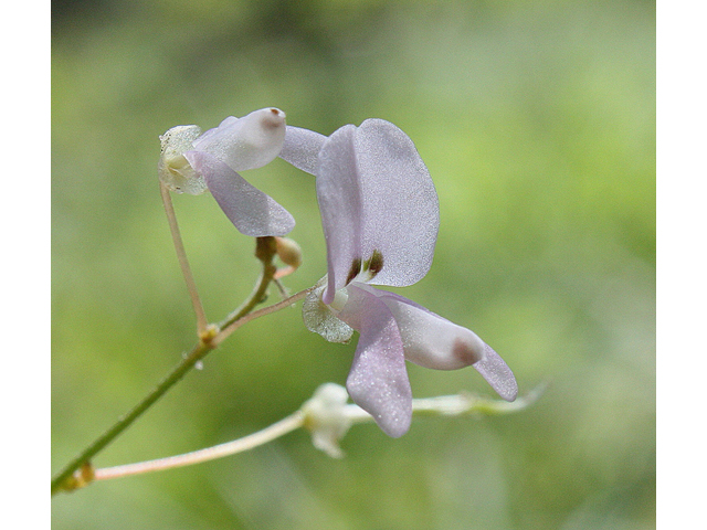 Desmodium nudiflorum (Nakedflower ticktrefoil) #31822