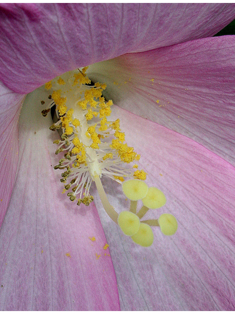 Hibiscus moscheutos (Crimson-eyed rose-mallow) #31826