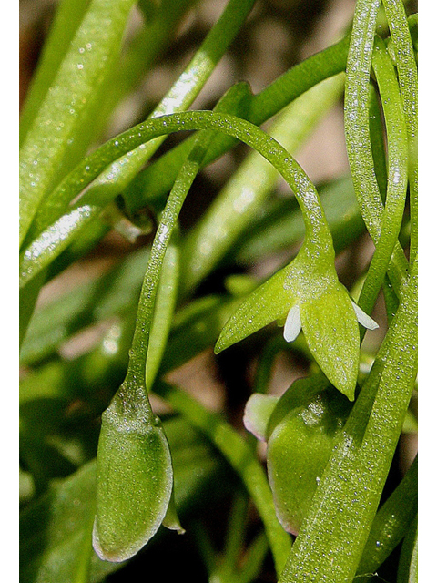 Floerkea proserpinacoides (False mermaidweed) #31901