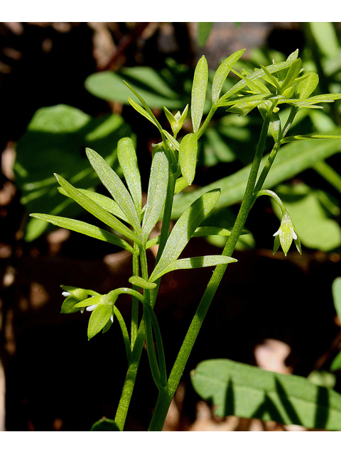 Floerkea proserpinacoides (False mermaidweed) #31902