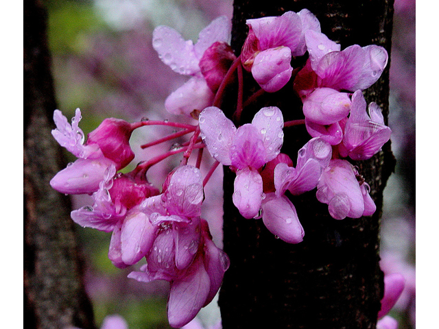 Cercis canadensis (Eastern redbud) #31904