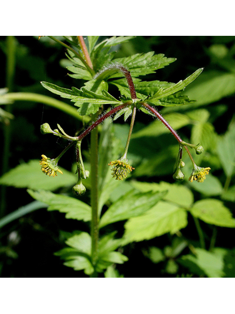 Geum vernum (Spring avens) #32105