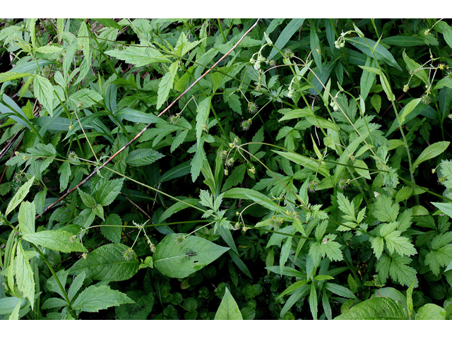 Geum vernum (Spring avens) #32114